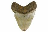 Fossil Megalodon Tooth - North Carolina #160989-2
